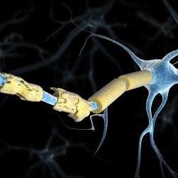 Myelin-MS-1214968493